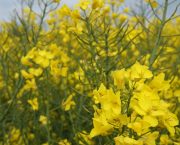 LG Calvin CL Clearfield OSR