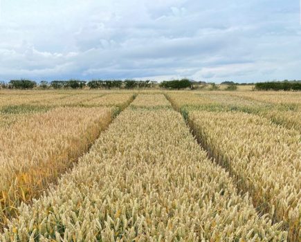 RGT Guardsman BYDV-resistant wheat