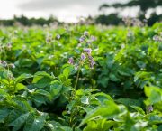 Alternaria control after mancozeb