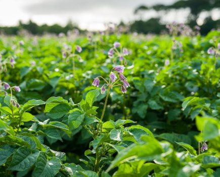 Alternaria control after mancozeb