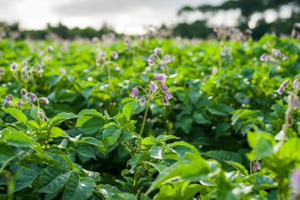Alternaria control after mancozeb