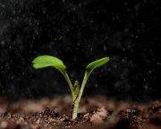 Oilseed rape establishment