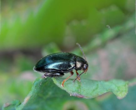 cabbage stem flea beetle