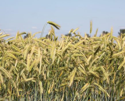 hybrid rye