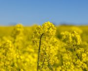 Trait-stacked hybrid OSR
