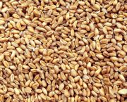 grain marketing strategy