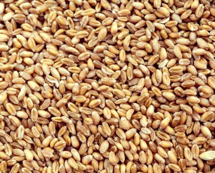 grain marketing strategy