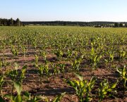 maize management