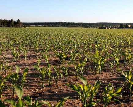 maize management