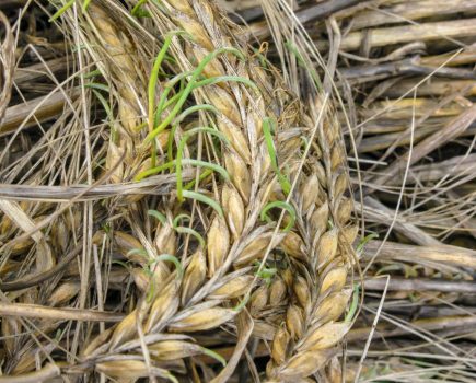 Pre-harvest sprouting