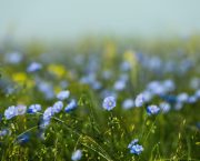 Flax as a UK break crop