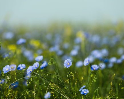 Flax as a UK break crop