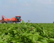 potato late blight elicitors