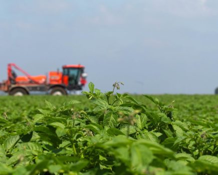potato late blight elicitors