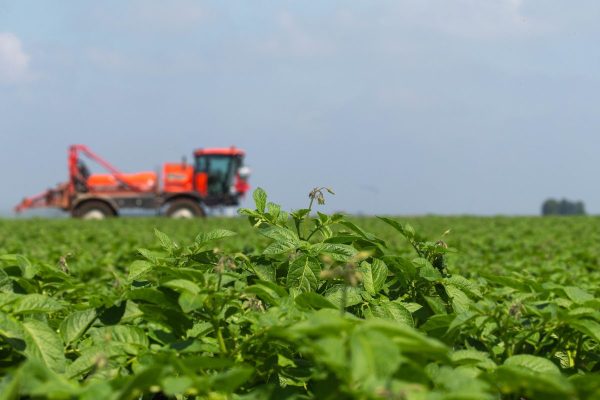 potato late blight elicitors