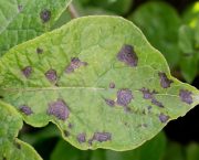Potato disease and virus management strategies