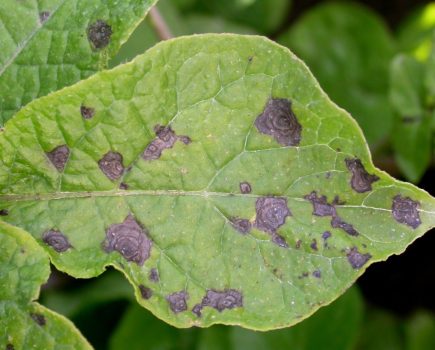Potato disease and virus management strategies