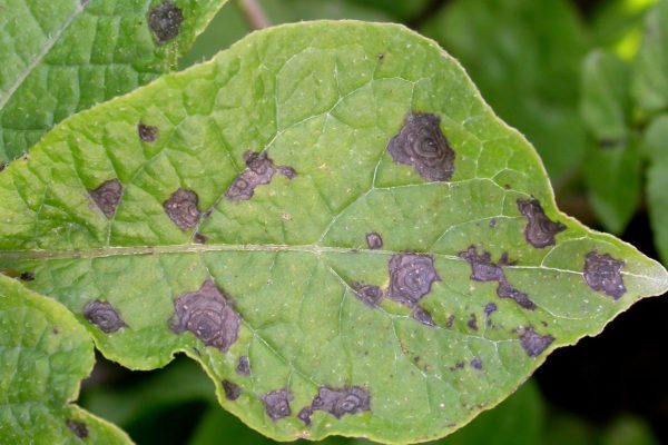 Potato disease and virus management strategies