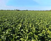 Sugar beet varieties