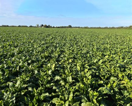 Sugar beet varieties