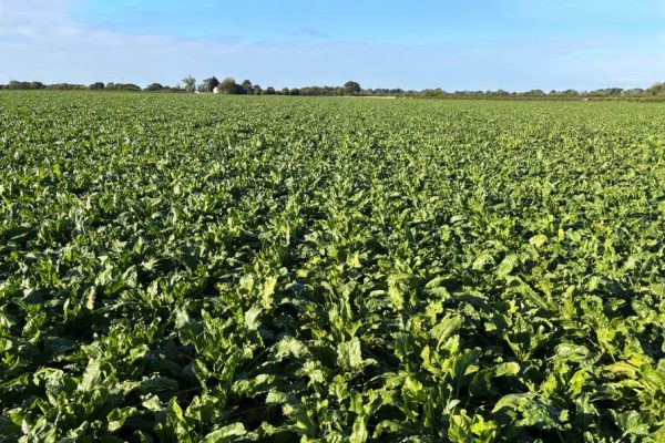 Sugar beet varieties