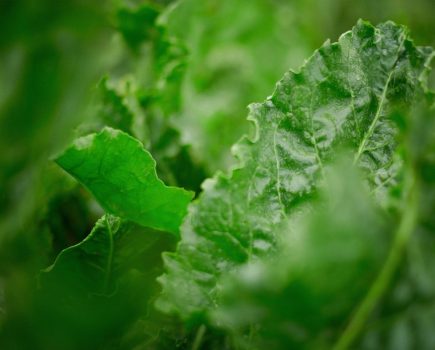 KWS sugar beet varieties