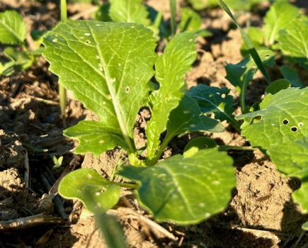 Oilseed rape establishment strategies