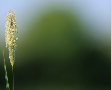 Fundatis blackgrass and ryegrass control