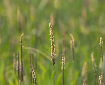 Integrated blackgrass and grassweed management