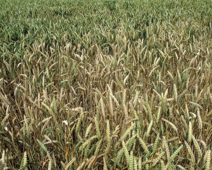 Take-all management in second wheat