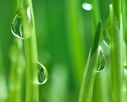 Variable rate nitrogen application