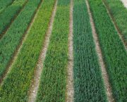BYDV-resistant wheat varieties