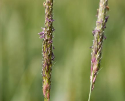 Italian ryegrass herbicide resistance