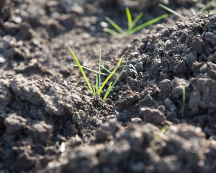 Grassweed management