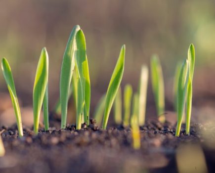 Improving phosphorus use efficiency