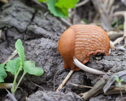 Slug control in dry conditions