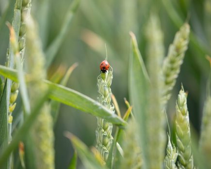 aphid control