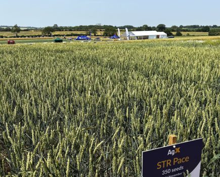 STR Pace Sprinter wheat