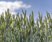 Resilient wheat varieties