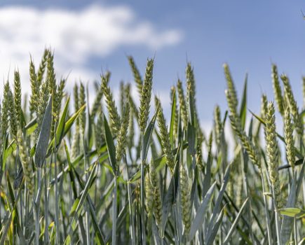 Resilient wheat varieties