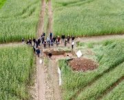 Soil health and nitrogen efficiency