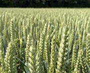LG Defiance and LG Challenger winter wheat