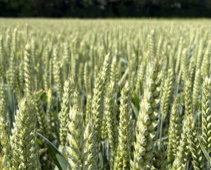 LG Defiance and LG Challenger winter wheat