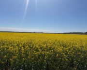 DSV Dompteur hybrid oilseed rape