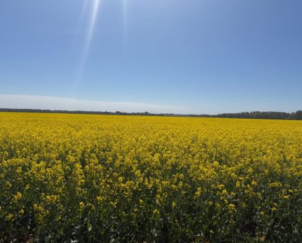 DSV Dompteur hybrid oilseed rape
