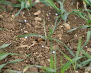 Improving fertiliser use efficiency