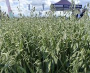 Rannoch winter oat variety