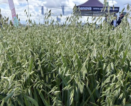 Rannoch winter oat variety