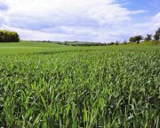 Arable crop rotations