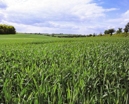 Arable crop rotations
